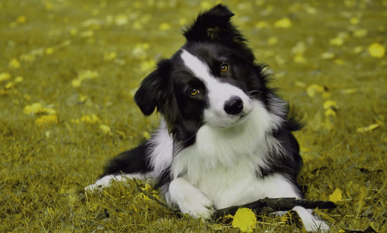 Dog Breeds