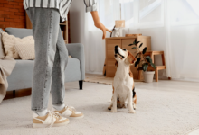 Dog Obedience