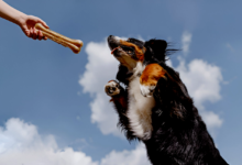 Pet Training