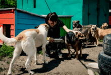 Animal Rescue
