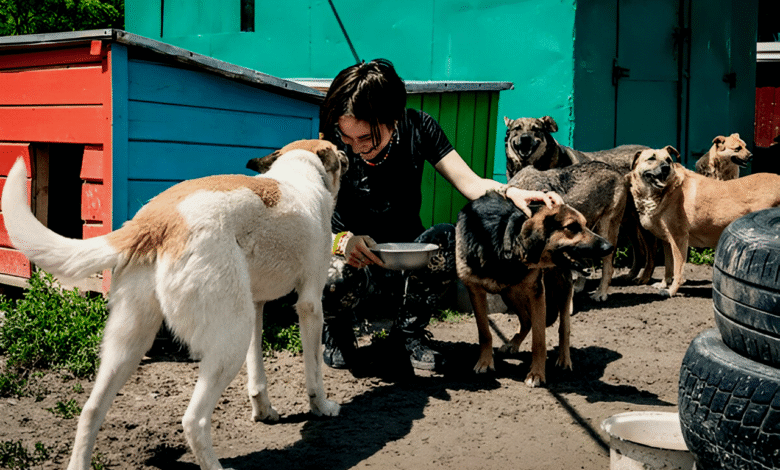 Animal Rescue