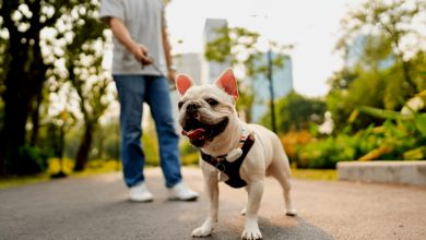 Dog Breeds