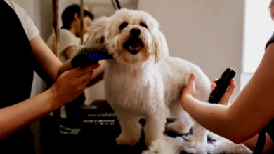 Grooming Tips