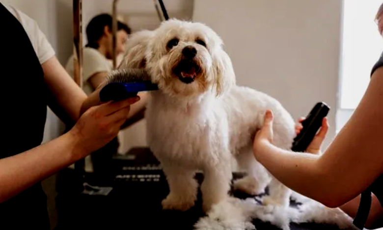 Grooming Tips