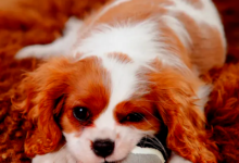 Low-Maintenance Dog