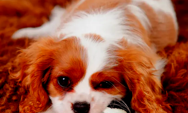 Low-Maintenance Dog