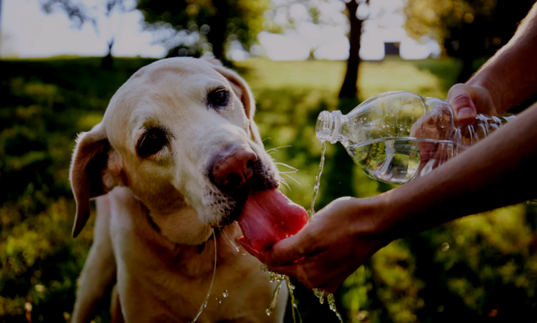 Pet Safety