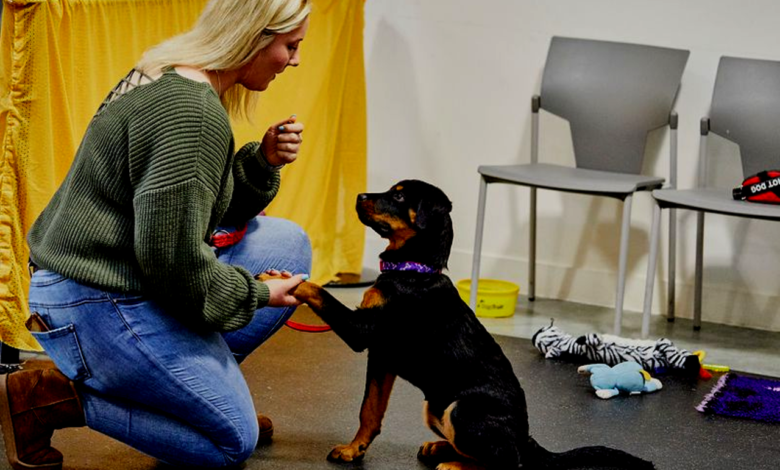 Training Your Puppy