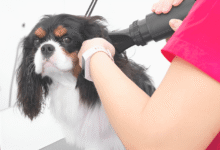 Bathe Your Dog