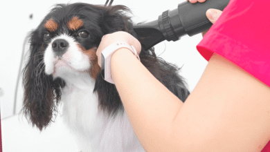 Bathe Your Dog