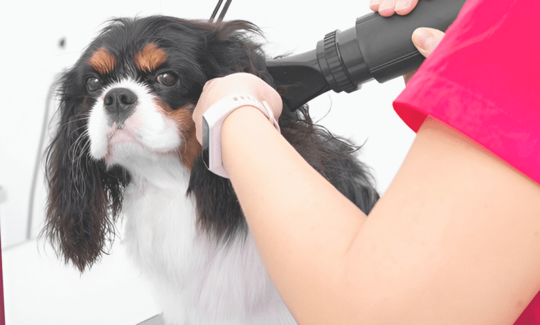 Bathe Your Dog