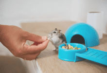 Caring for Hamsters