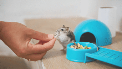 Caring for Hamsters