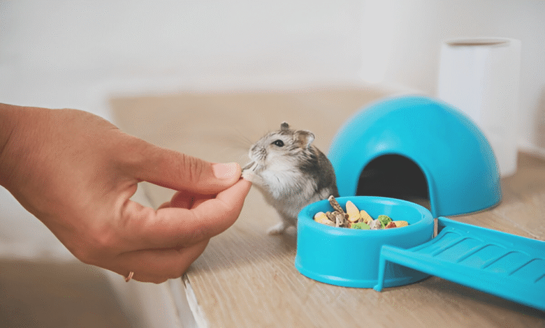 Caring for Hamsters