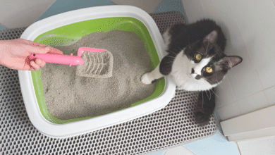 Cat Is Peeing
