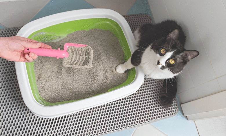 Cat Is Peeing