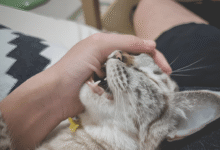 Cat Scratching