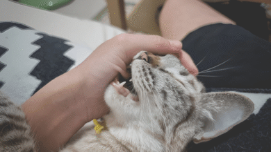 Cat Scratching