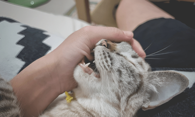 Cat Scratching