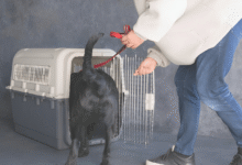 Crate Training