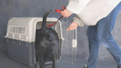 Crate Training