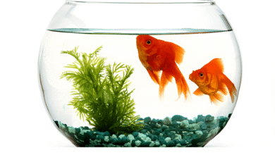Fish Tank