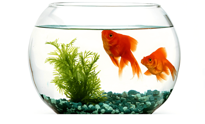 Fish Tank