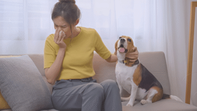 Pet Has Allergies