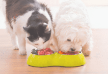 Raw Diet