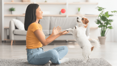 Small Pets