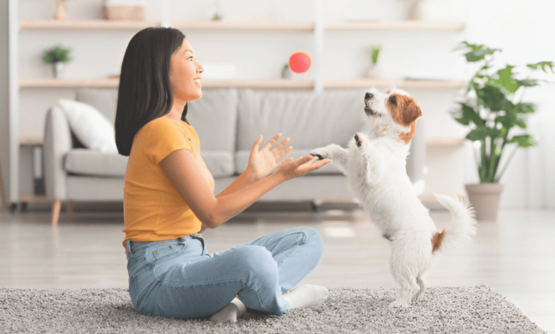 Small Pets