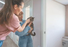 Transition Your Cat