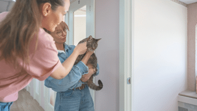 Transition Your Cat